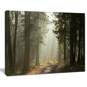 Dark Green Forest with Sun Rays - Photograph Print on Canvas Design Art Size: 8" H x 12" W x 1" D