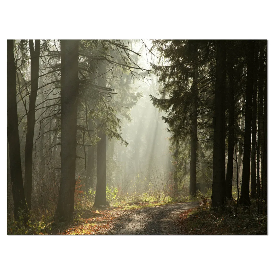Dark Green Forest with Sun Rays - Photograph Print on Canvas Design Art Size: 8" H x 12" W x 1" D