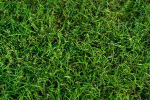 MIGHTY109 Hybrid Bermuda Sod - California Delivery Only