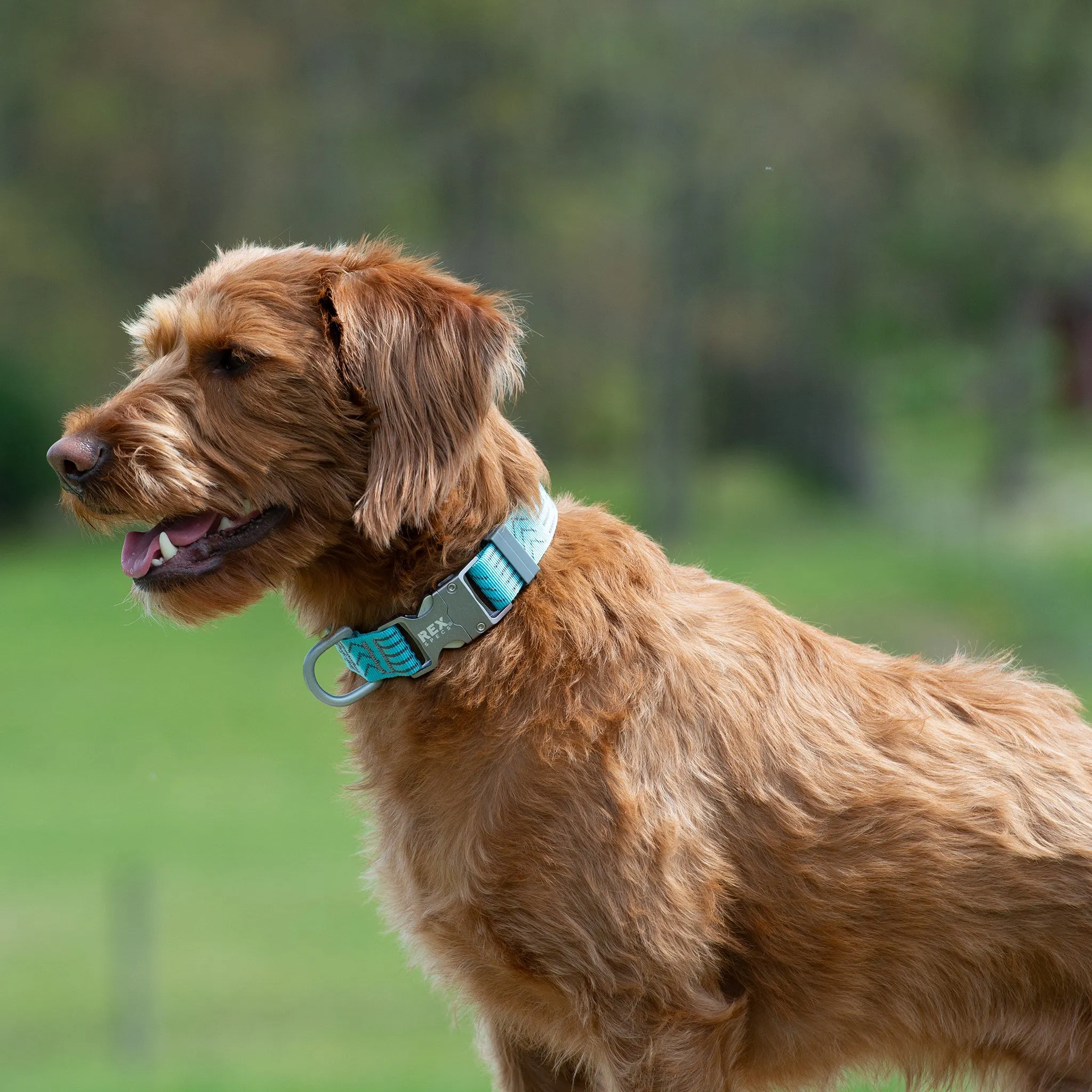 Wanderer Collar