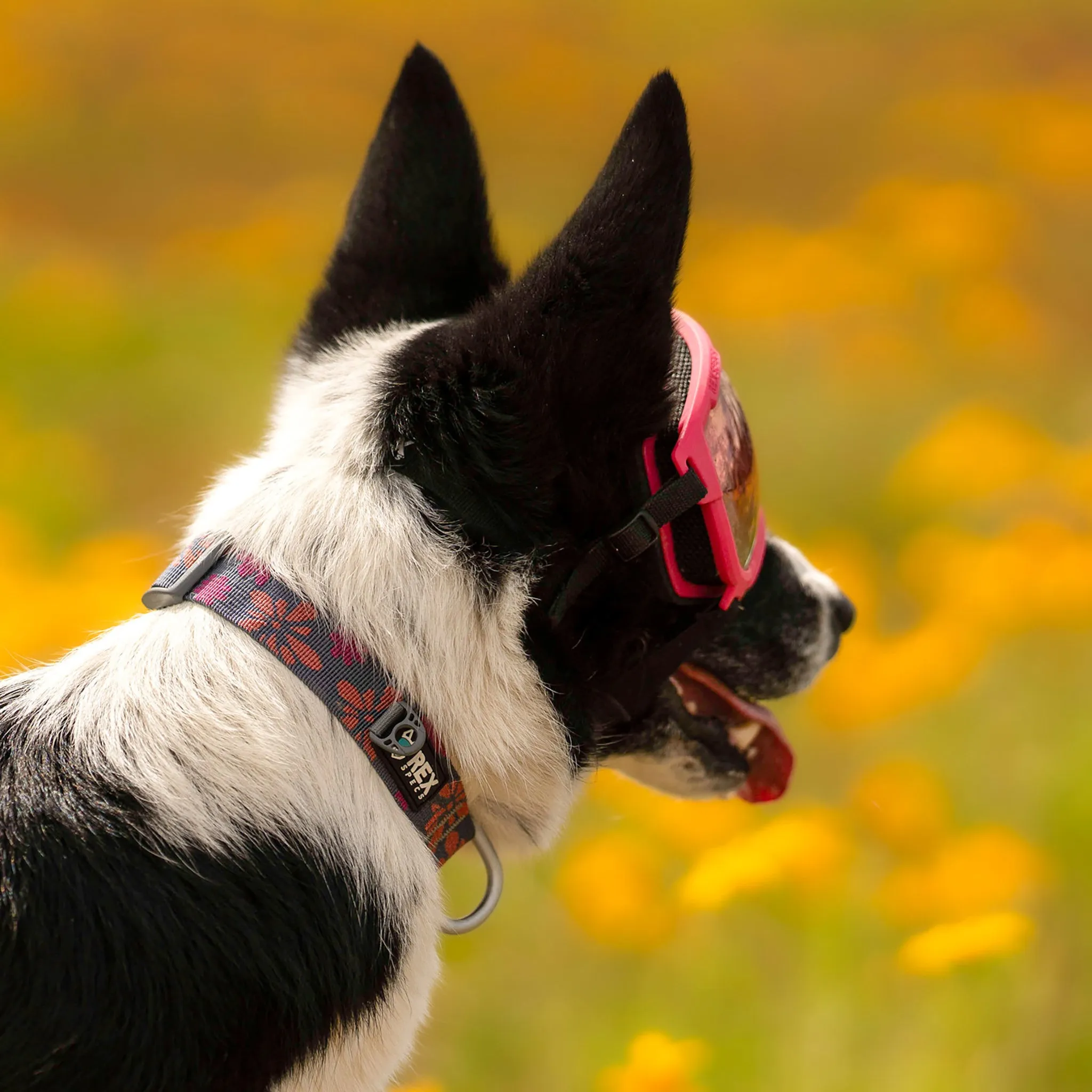 Wanderer Collar